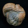 Bumpy, Enrolled Barrandeops (Phacops) Trilobite - Great Color #10597-1